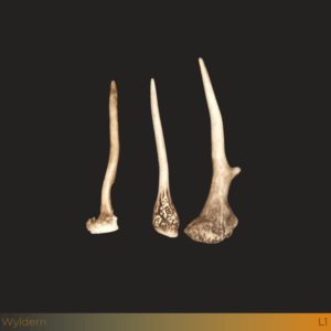 Grote damhert spitser stangen 3st