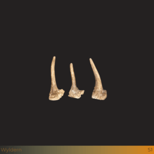 Kleine damhert spitser stangen 3st