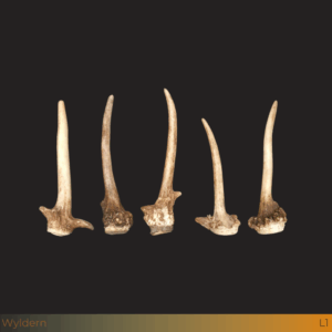 Grote damhert spitser stangen 5st
