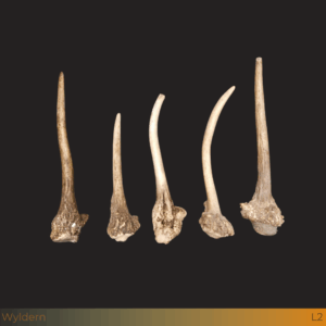 Grote damhert spitser stangen 5st