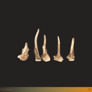 Kleine damhert spitser stangen 5st